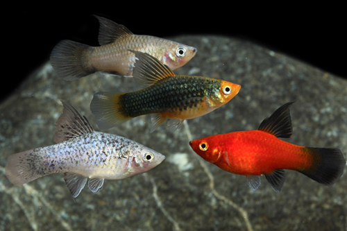 picture of Assorted Highfin Platy Reg                                                                           Xiphophorus maculatus