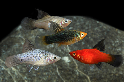 picture of Assorted Highfin Platy Lrg                                                                           Xiphophorus maculatus