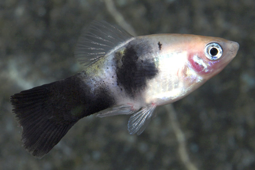 picture of Panda Platy Reg                                                                                      Xiphophorus maculatus