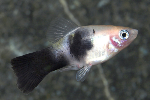 picture of Panda Platy Med                                                                                      Xiphophorus maculatus