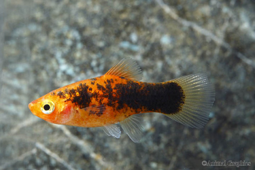 picture of Painted Platy Reg                                                                                    Xiphophorus maculatus