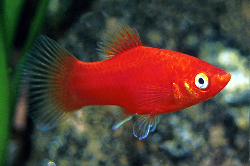 picture of Red Platy Reg                                                                                        Xiphophorus maculatus