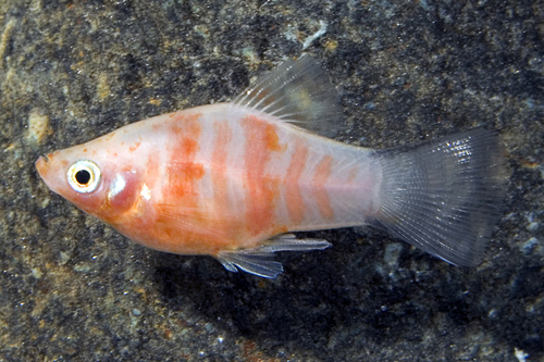 picture of Red Tiger Platy Sml                                                                                  Xiphophorus maculatus