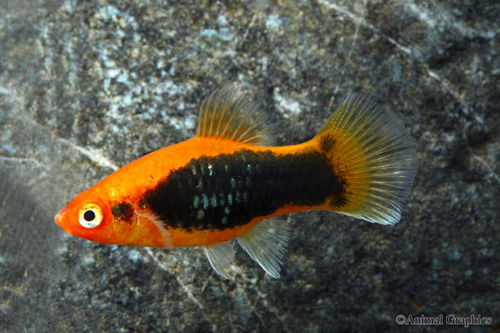 picture of Red Tuxedo Platy Lrg                                                                                 Xiphophorus maculatus