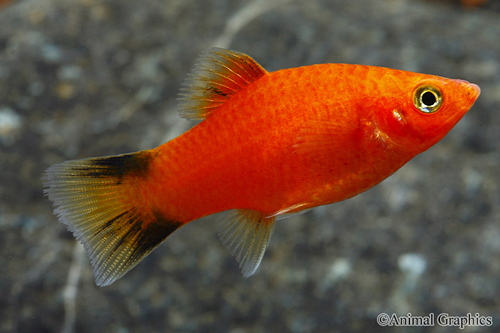 picture of Red Twinbar Platy Reg                                                                                Xiphophorus maculatus