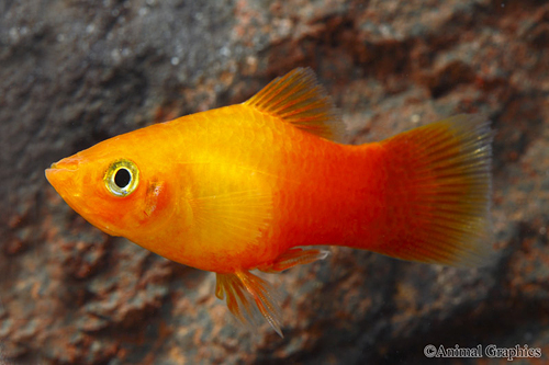 picture of Sunburst Platy Med                                                                                   Xiphophorus maculatus