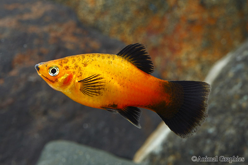 picture of Sunburst Wag Platy Lrg                                                                               Xiphophorus maculatus