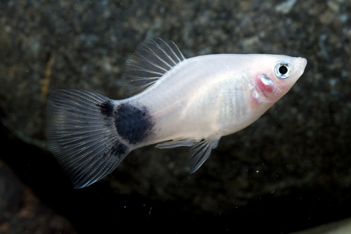 picture of White Crescent Platy Reg                                                                             Xiphophorus maculatus