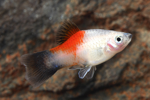 picture of Pineapple Candy Wag Platy Med                                                                        Xiphophorus maculatus