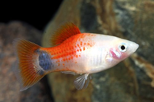 picture of Tricolor Crescent Platy Reg                                                                          Xiphophorus maculatus