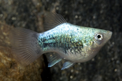 picture of Balloon Green Tuxedo Platy Med                                                                       Xiphophorus maculatus