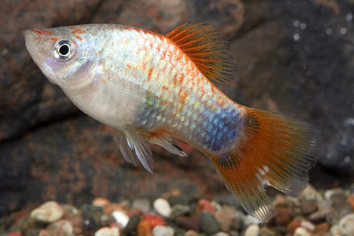 picture of Blue Coral Crescent Platy Reg                                                                        Xiphophorus maculatus