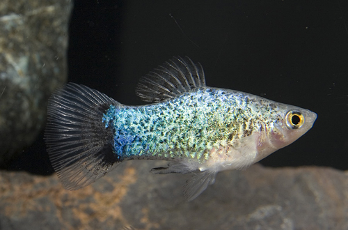 picture of Blue Crescent Painted Platy Reg                                                                      Xiphophorus maculatus