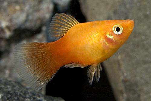 picture of Dwarf Sunburst Coral Platy Reg                                                                       Xiphophorus maculatus