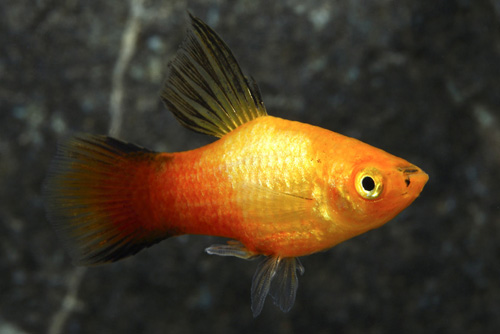 picture of Gold Neon Twinbar Highfin Platy Med                                                                  Xiphophorus maculatus