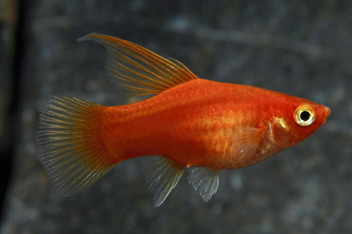 picture of Red Highfin Platy Reg                                                                                Xiphophorus maculatus