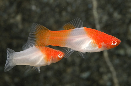 picture of Koi Platy Med                                                                                        Xiphophorus maculatus