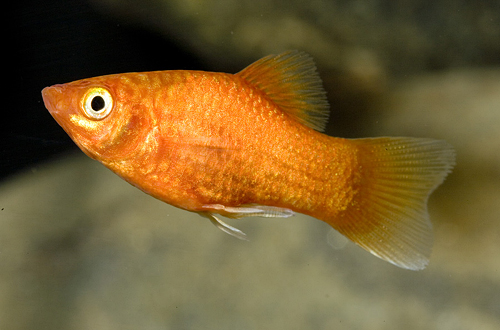 picture of Neon Orange Platy Lrg                                                                                Xiphophorus maculatus