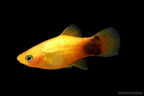 picture of Sunburst Neon Crescent Platy Med                                                                     Xiphophorus maculatus