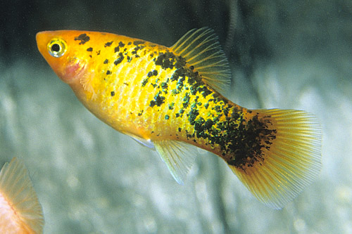 picture of Neon Yellow Calico Platy Med                                                                         Xiphophorus maculatus