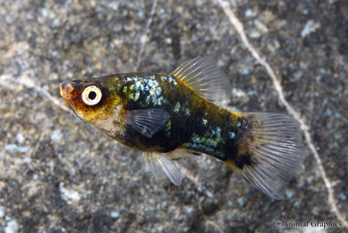 picture of Ninja Platy Med                                                                                      Xiphophorus maculatus