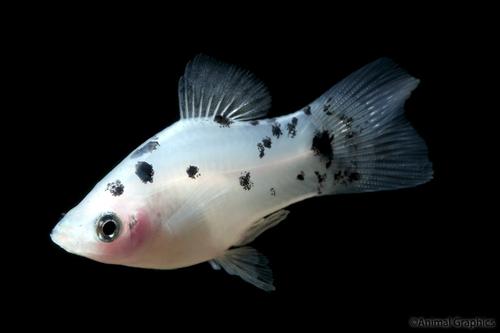 picture of Salt & Pepper Platy Med                                                                              Xiphophorus maculatus