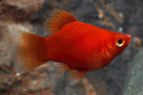 picture of Dwarf Plumetail Platy Reg                                                                            Xiphophorus maculatus