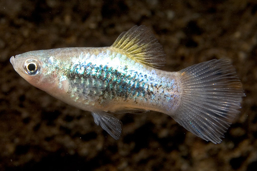 picture of Blue Tuxedo Platy Reg                                                                                Xiphophorus maculatus