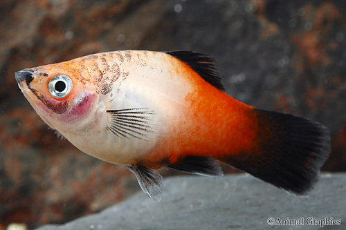 picture of Tricolor Platy Lrg                                                                                   Xiphophorus maculatus