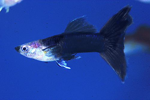 picture of 3/4 Black Delta Guppy Pair Med                                                                       Poecilia reticulata