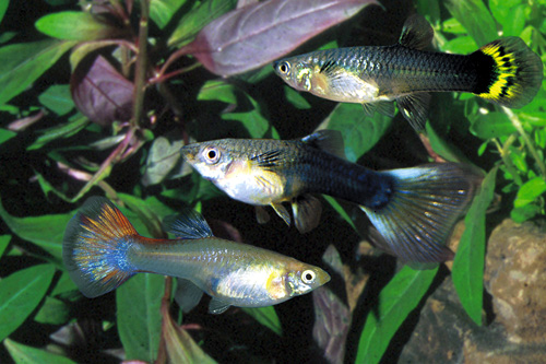 picture of Assorted Delta Guppy Female Med                                                                      Poecilia reticulata