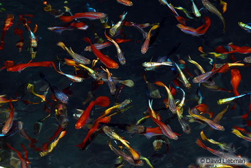 picture of Assorted Fancy Guppy Pair Med                                                                        Poecilia reticulata