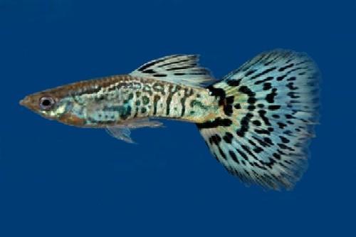 picture of Blue Cobra Delta Guppy Male Med                                                                      Poecilia reticulata