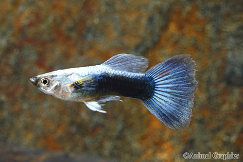 picture of Blue Diamond Delta Guppy Male Med                                                                    Poecilia reticulata