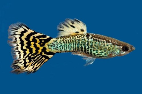 picture of Green Cobra Delta Guppy Male Med                                                                     Poecilia reticulata