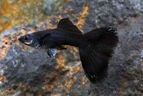 picture of Jet Black Guppy Male Med                                                                             Poecilia reticulata