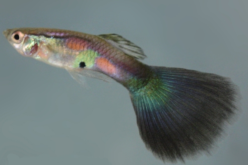 picture of Purple Queen Guppy Male Med                                                                          Poecilia reticulata