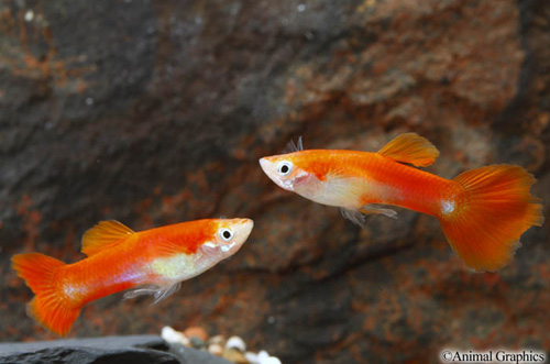 picture of Red Blonde Guppy Male Med                                                                            Poecilia reticulata