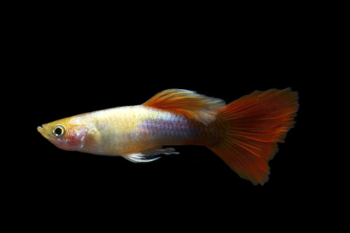 picture of Red Blonde Tuxedo Guppy Male Med                                                                     Poecilia reticulata