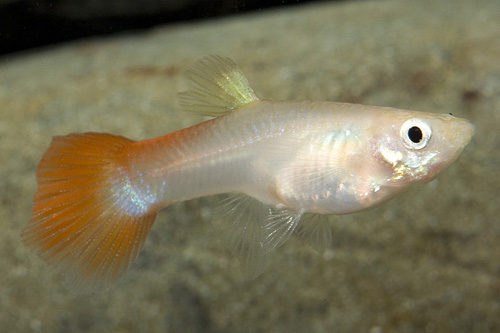 picture of Tequila Sunrise Guppy Female Med                                                                     Poecilia reticulata