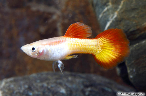 picture of Tequila Sunrise Guppy Male Med                                                                       Poecilia reticulata