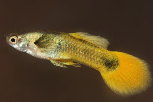 picture of Yellow Tuxedo Guppy Male Med                                                                         Poecilia reticulata