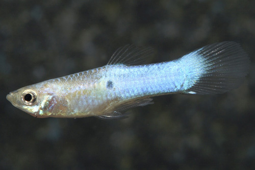 picture of Japanese Blue Guppy Male Reg                                                                         Poecilia reticulata