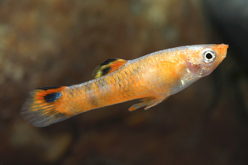 picture of Red Micropoecilia Picta Male Reg                                                                     Micropoecilia picta 'Red'