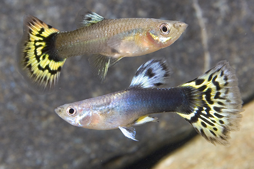 picture of Half Black Yellow Delta Guppy Pair Med                                                               Poecilia reticulata