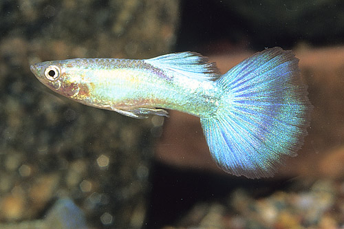 picture of Diamond Head Delta Guppy Pair Med                                                                    Poecilia reticulata