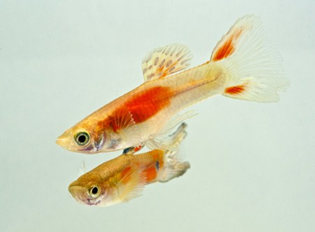 picture of Endler's Scarlet Livebearer Male Reg                                                                 Poecelia wingei var. red