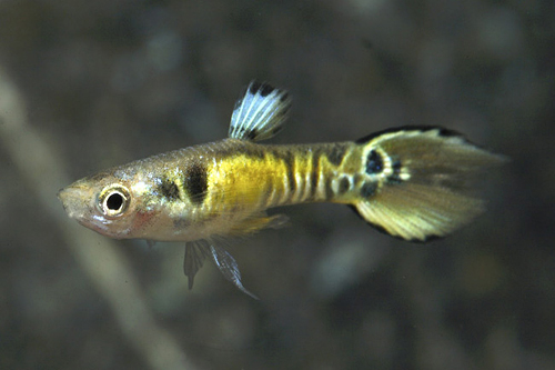 picture of Endler's Tiger Spadetail Livebearer Reg                                                              Poecelia wingei var. tiger