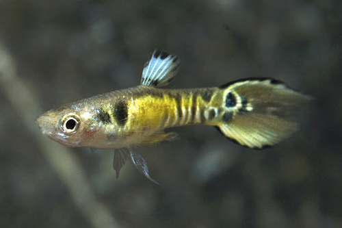 picture of Endler's Tiger Spadetail Livebearer Reg                                                              Poecelia wingei var. tiger