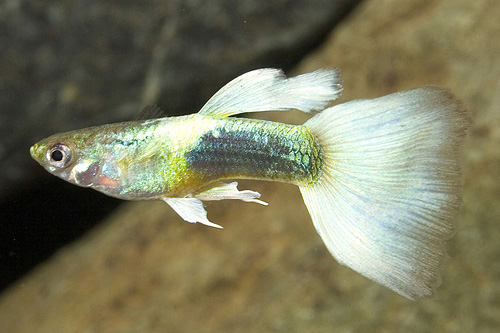 picture of German White Delta Guppy Male Med                                                                    Poecilia reticulata